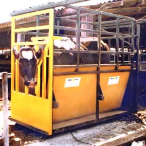 משקלים למשק החי